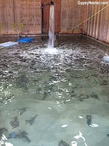 A lobster pool in Newfoundland