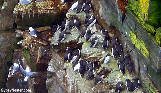 Common murres at Cape St. Mary's Ecological Park