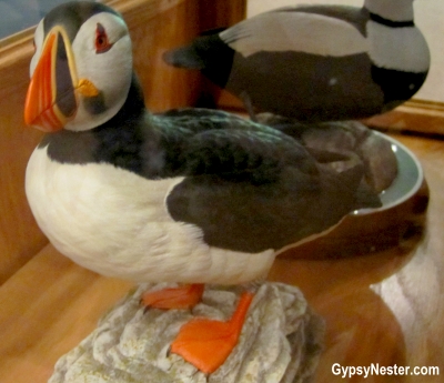 A puffin in the interperative center at Cape St. Mary's, Newfoundland