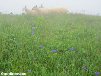 Sheep in the fog at Cape St. Mary's in Newfoundland