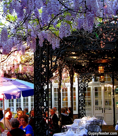 Wisteria in full bloom at The Court of Two Sisters restaurant in New Orleans, Louisiana