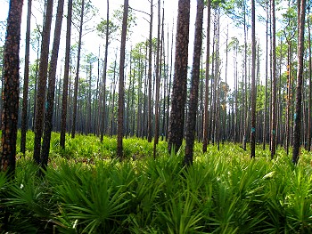 Palms and trees in the Okefenokee Swamp