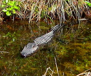 Swamp Alligator