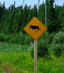 Moose crossing