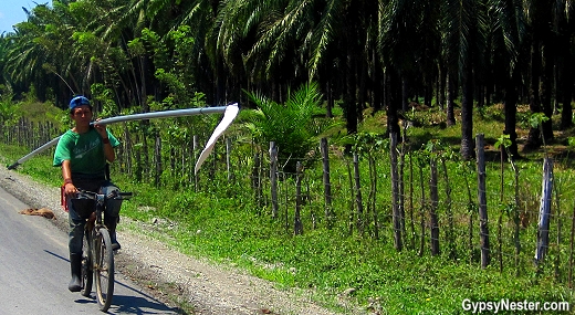 Palm plantation harvesters carry their poles and sharp scythes on bikes