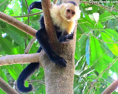 A white faced capuchin monkey on the grounds of Parador Resort and Spa, Manuel Antonio, Costa Rica