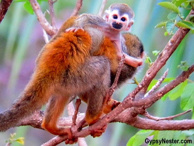 A squirrel monkey baby rides his mother's back on the grounds of Parador Resort and Spa in Costa Rica.