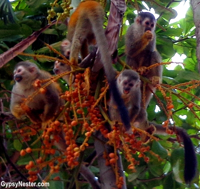 Squirrel monkeys eating on the grounds of Parador Resort and Spa in Costa Rica.