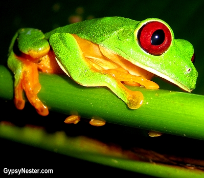 A red eyed tree frog on the grounds of Parador Resort and Spa in Costa Rica