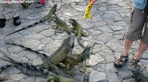 Iguanas in Guayaquil, Ecuador