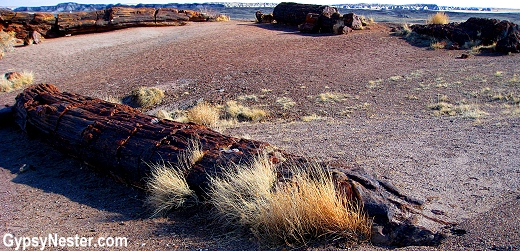 Petrified Forest National Park in Arizona