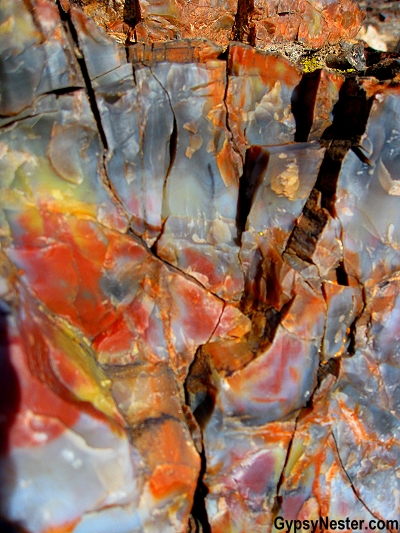 Petrified wood, up close in The Petrified Forest National Park of Arizona