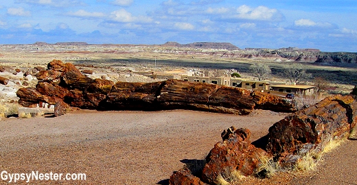 Huge logs in The Petrified Forest National Park in Arizona