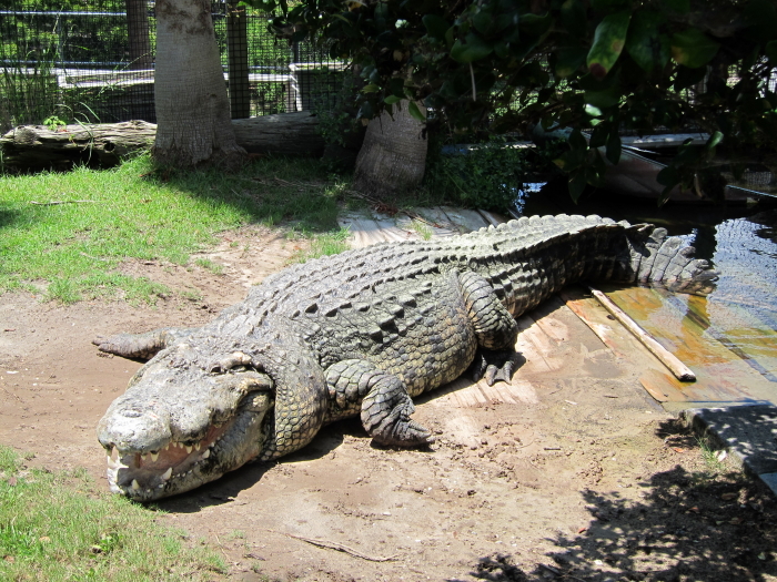 Utan of Alligator Adventures from Ferretting Out the Fun!