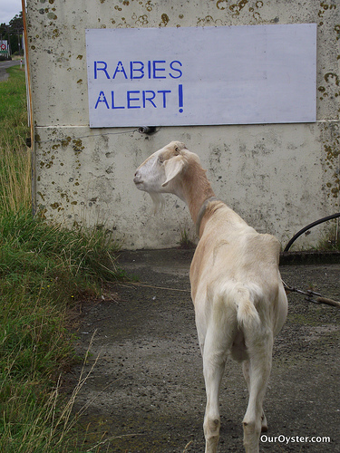 Rabies Goat by Jade of Our Oyster