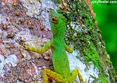 A gecko lizard in the rainforest in the Dominican Republic