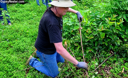 Planting trees in the rainforest of the Dominican Republic