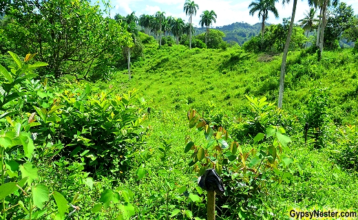 Sticks are used to show where trees are planted in the rainforest