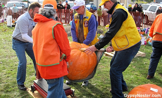 It takes four men to hoist the giant pumpkins onto the scale at the Sycamore Pumpkin Festival in Illinois!