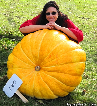 The biggest pumpkin at the Sycamore Pumpkin Fest weighed in at 280 pounds!