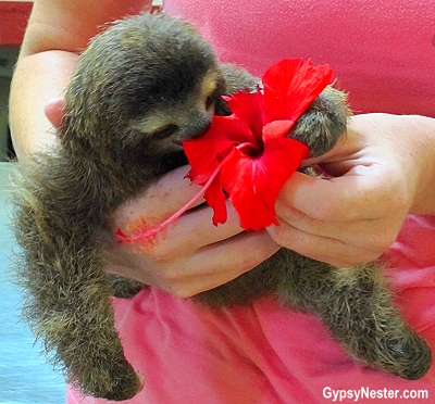 A baby sloth eats a hibiscus flower at Kids Saving the Rainforest in Costa Rica