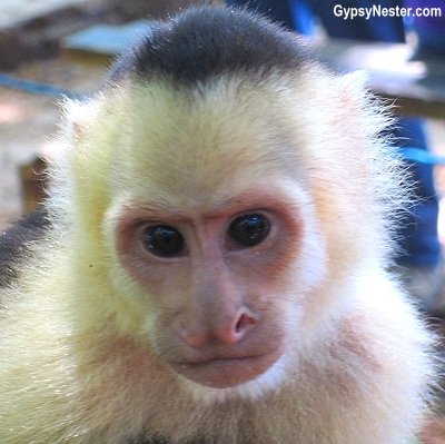 A capuchin monkey in Manuel Antonio, Costa Rica