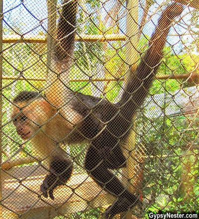 A capuchin monkey at Kids Saving the Rainforest in Quepos, Costa Rica