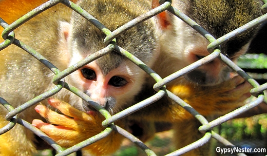 Many of the orphaned, rescued squirrel monkeys at Kids Saving the Rainforest suck their thumbs due to early weaning
