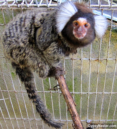A marmoset at Kids Saving the Rainforest in Costa Rica