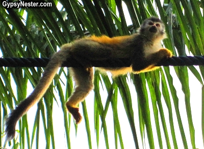 A squirrel monkey on a monkey bridge in Manuel Antonio, Costa Rica