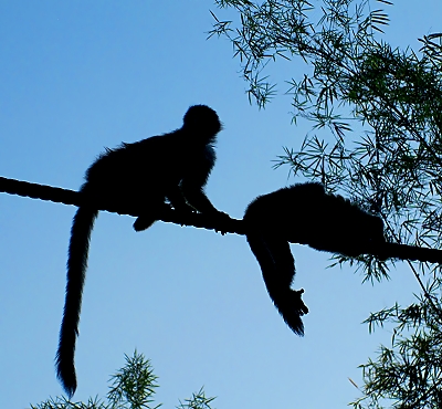 Squirrel monkeys on a monkey bridge in Manuel Antonio, Costa Rica