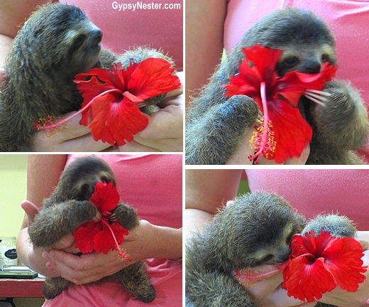 A baby sloth eats a hibiscus flower at Kids Saving the Rainforest in Costa Rica