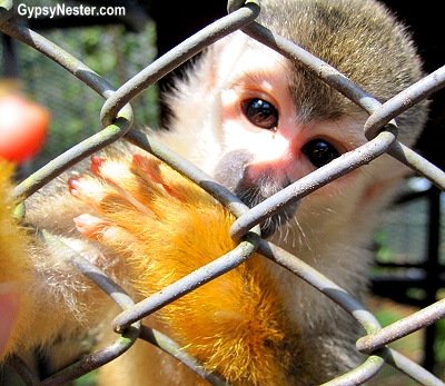 Many of the orphaned, rescued squirrel monkeys at Kids Saving the Rainforest suck their thumbs due to early weaning