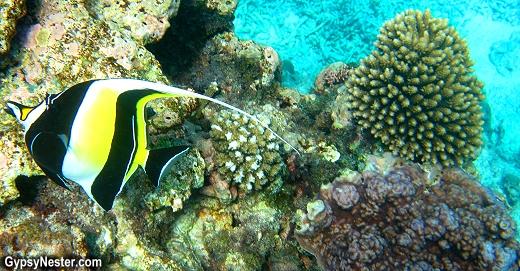 Angelfish on the Great Barrier Reef, Queensland, Australia