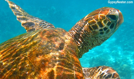 David snorkels with a sea turtle on Lady Elliot Island, Queensland, Australia, GypsyNester.com