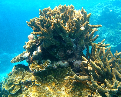 Coral formations at Lady Elliot Island in Queensland, Australia