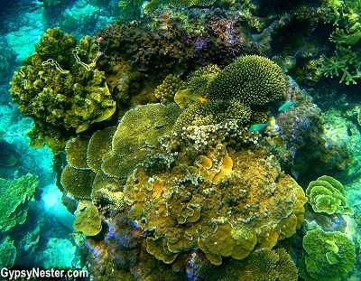 Coral formations at Lady Elliot Island in Queensland, Australia