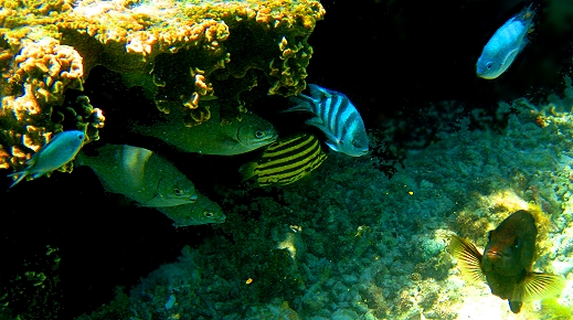 Fish pow wow on the Great Barrier Reef, Queensland, Australia