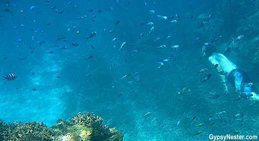 David swims with so many fish on the Great Barrier Reef, Queensland, Australia