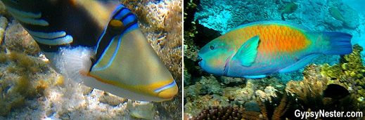 Parrotfish on Lady Elliot Island, Queensland, Australia, GypsyNester.com