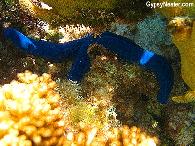 A vivid blue starfish known as Linckia laevigata on the Great Barrier Reef, Queensland, Australia