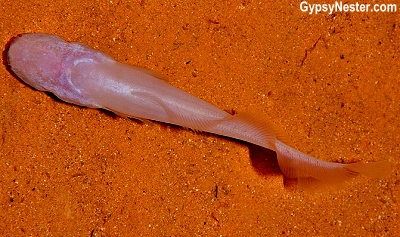 A blind catfish in Rio Secreto near Cancun, Mexico