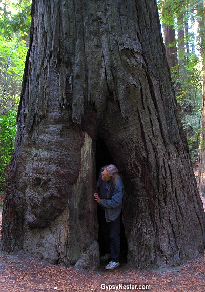Hiking through the Redwood Forest! GypsyNester.com