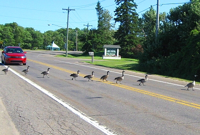 Why did the geese cross the road?