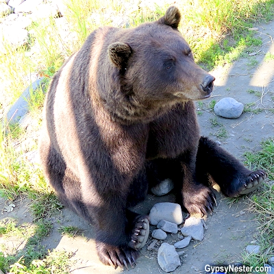 A bear at the Alaska Wildlife Conservation Center