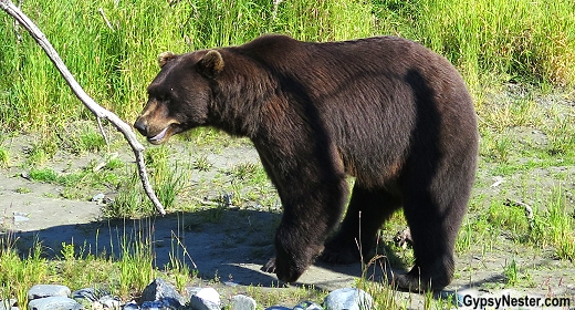 A bear at the Alaska Wildlife Conservation Center
