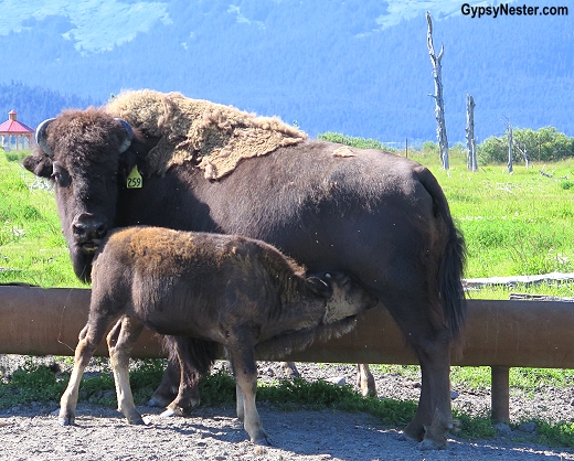 Wood bison are being bred successfully at the Alaska Wildlife Conservation Center