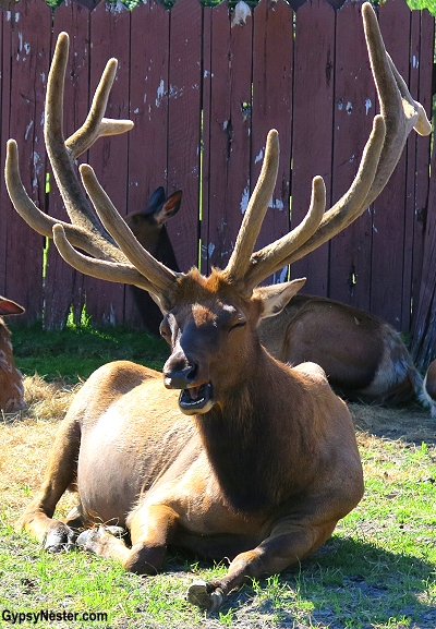 Alaska Wildlife Conservation Center rescues injured and orphaned animals and releases them back into the wild