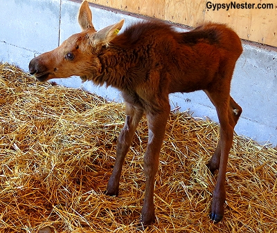 An sweet orphaned baby moose at the Alaska Wildlife Conservation Center
