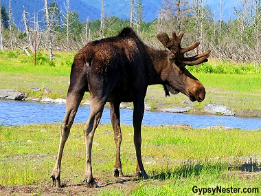 A male moose at the Alaska Wildlife Conservation Center